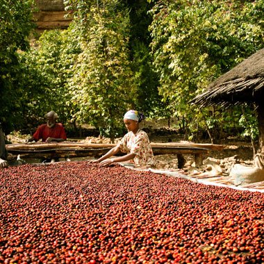 Ethiopia Coffee Tours - Uncover Ethiopia's Coffee Secrets