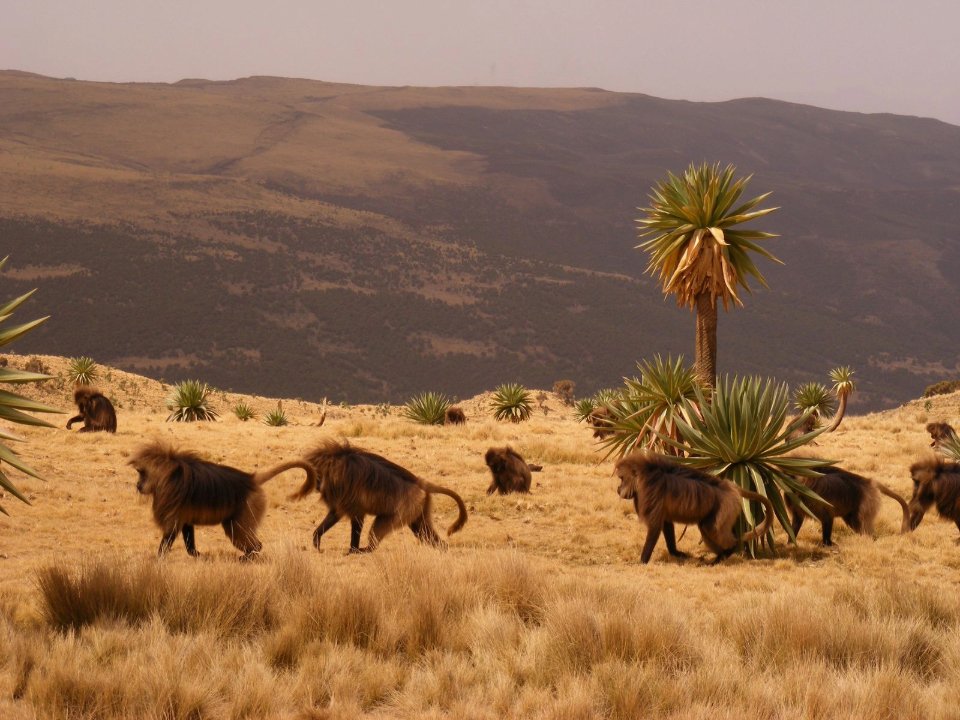 Ethiopia Safaris